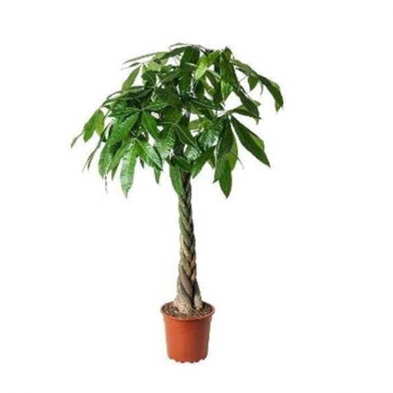 Pachira Aquatica (باشيرا ) - Image 3