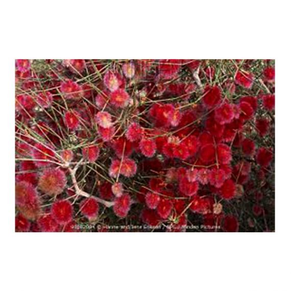Colligonum Comosum (أرطا أحمر) - Image 4