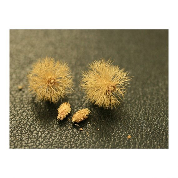 Colligonum crinitum (ارطاء) - Image 3