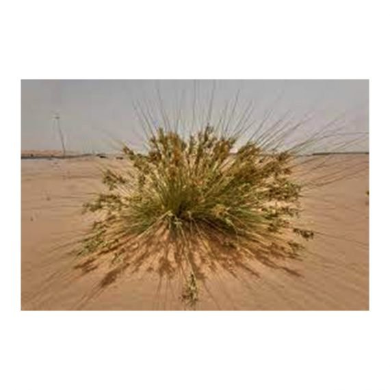 Cyperus conglomeratus (تندة – عندب) - Image 6
