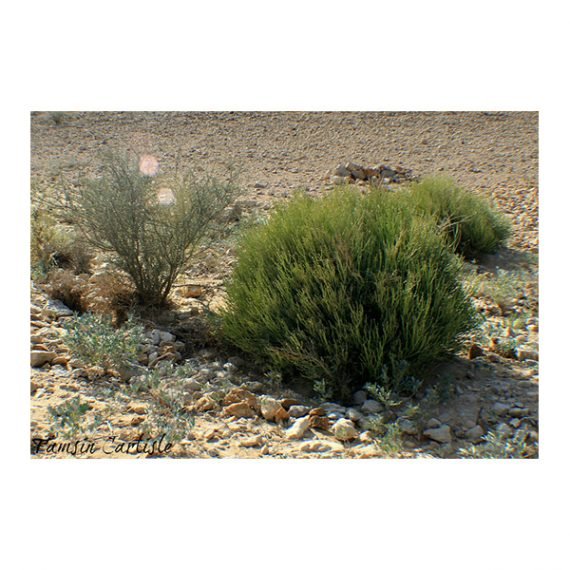 Euphorbia Larica (عزبج) - Image 3