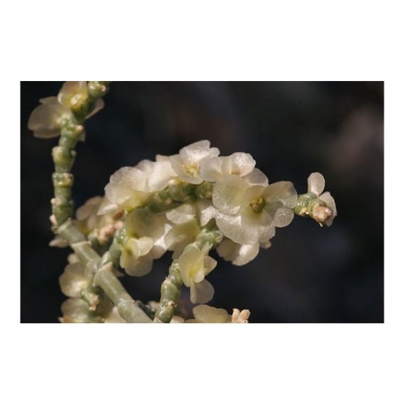 Haloxylon salicornicum (Hamada elegans)(رمت) - Image 6