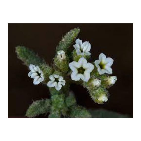 Heliotropium bacciferum (رمرام) - Image 3