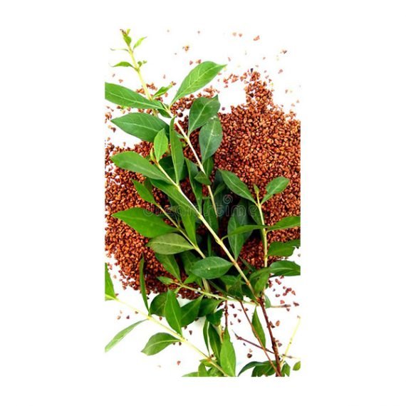Lawsonia inermis (حِنَّا)