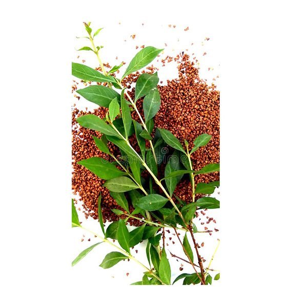 Lawsonia inermis (حِنَّا)
