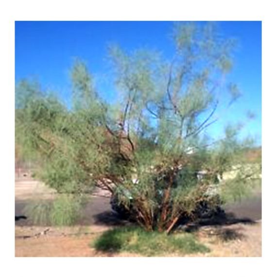 Moringa peregrina (شو ع) - Image 3