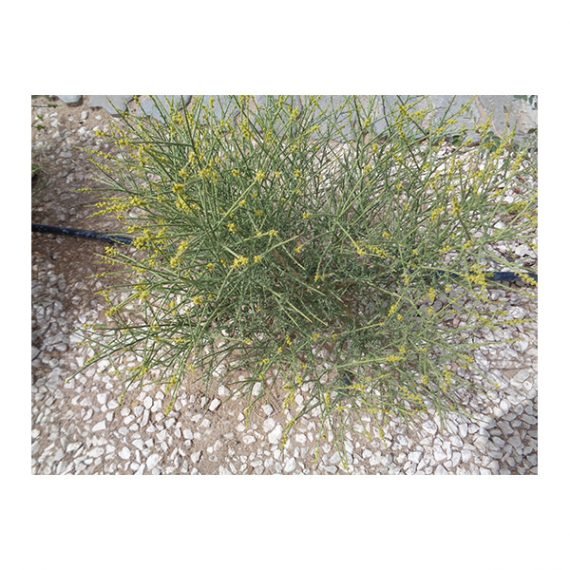 Ochradenus arabicus (علقة)