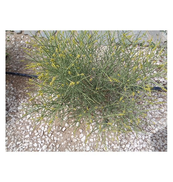 Ochradenus arabicus (علقة)