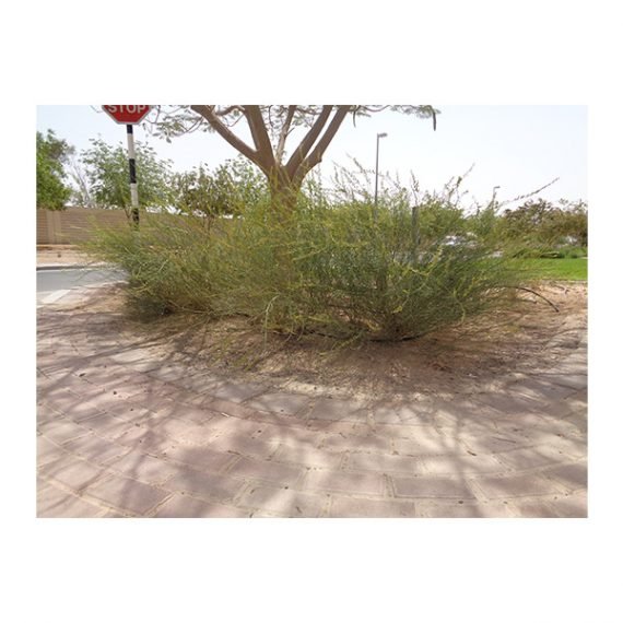 Ochradenus aucheri (قضب) - Image 9