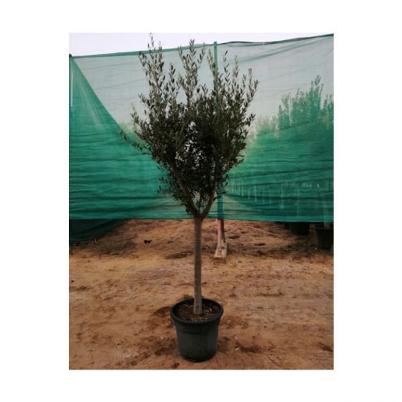 Olea europaea (زيتون يوربى) - Image 3