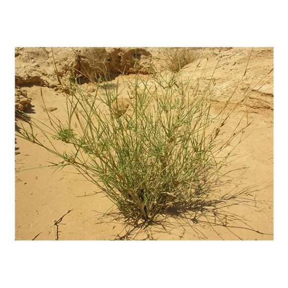 Panicum turgidum (تمام) - Image 3