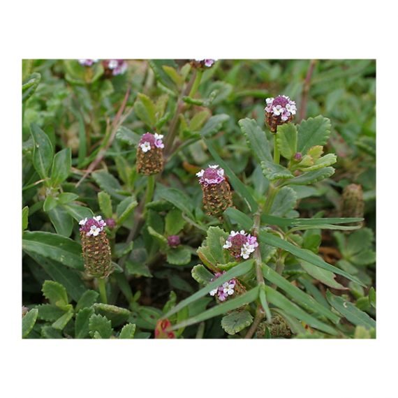 Phyla nodiflora (لبيا) - Image 6
