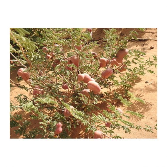 Prosopis farcta (الينبوت) - Image 3