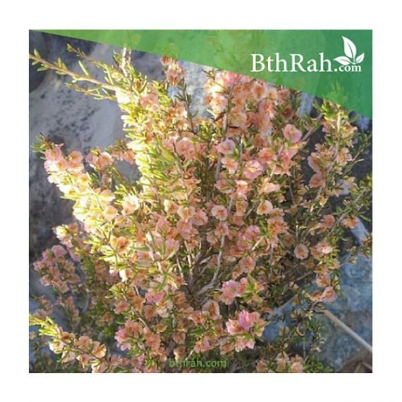 Pteropyrum scoparium (سيداف) - Image 3