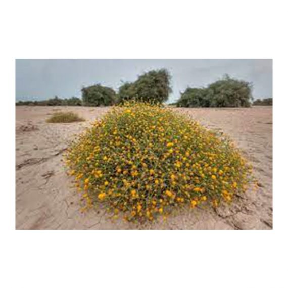 Pulicaria undulata (جثجاث) - Image 3