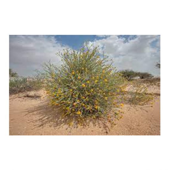 Rhanterium epapposum (عرفج) - Image 3