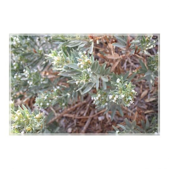 Rhazya Stricta (حرمل) - Image 3