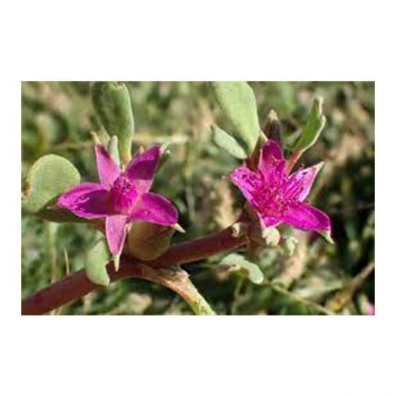 Sessuvium verrucosum (الدلب) - Image 3