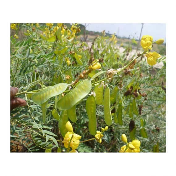 Senna Alexandrina (سنامكي) - Image 2