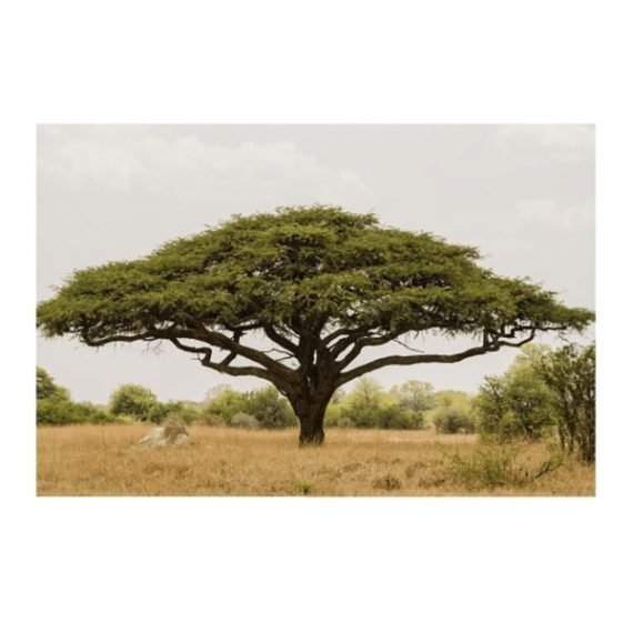 Acacia tortilis ( سمر) - Image 2