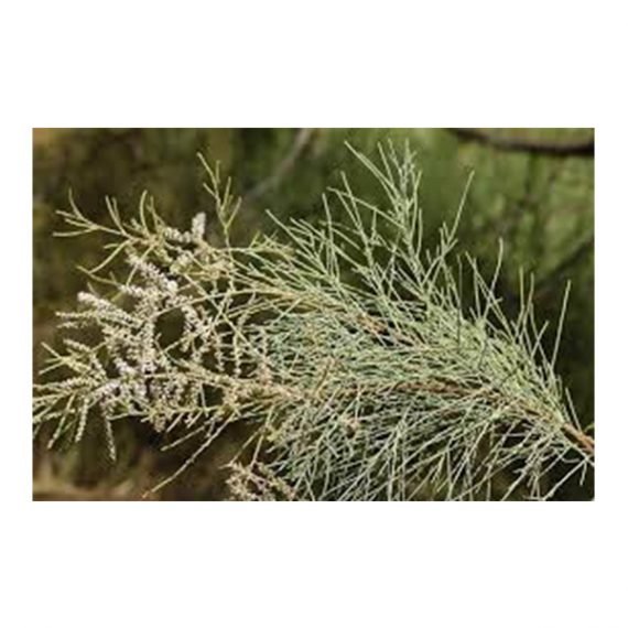 Tamarix aphylla (الأثل الشجري - الطرفاء) - Image 3