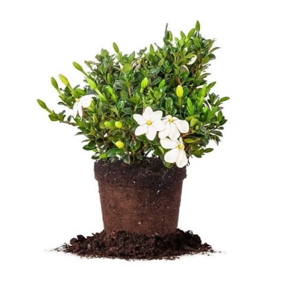 ⁦Gardenia (غاردينيا)⁩ - الصورة ⁦3⁩