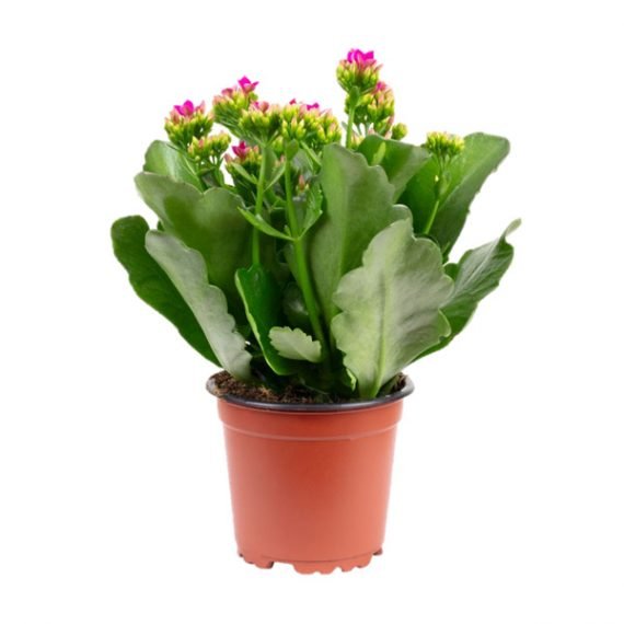 Kalanchoe Blossfeldiana (كلنكوة) - Image 3