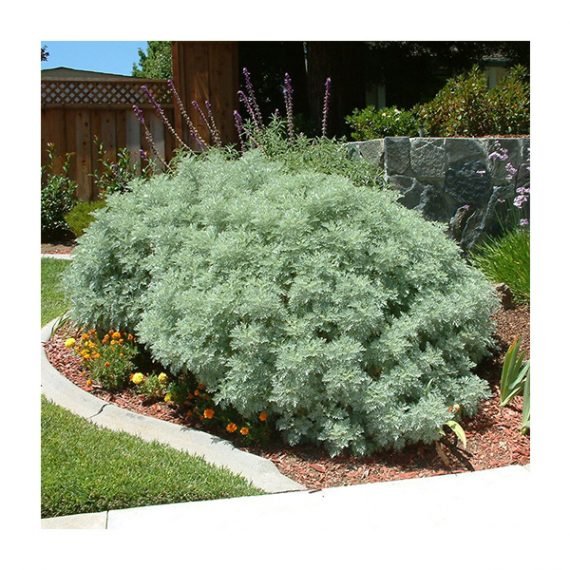 Artemisia absinthium (شيح)
