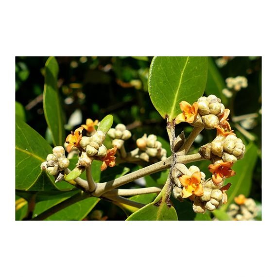 Avicennia marina (قرم) - Image 3