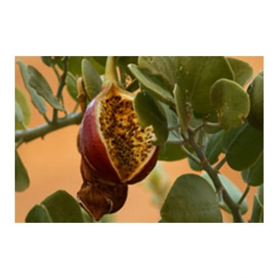 Capparis spinosa (شفلح)