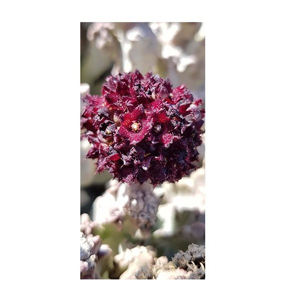 Caralluma Arabica (خنصور)