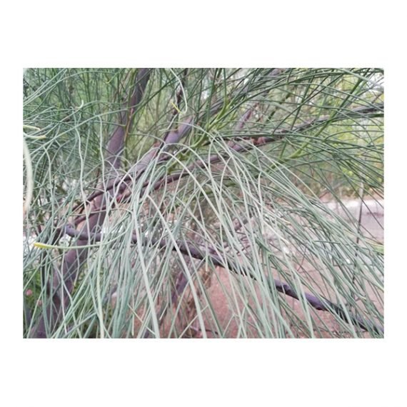 Moringa peregrina (شو ع) - Image 4