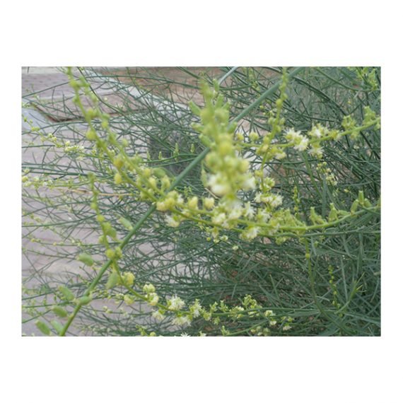 Ochradenus aucheri (قضب) - Image 2