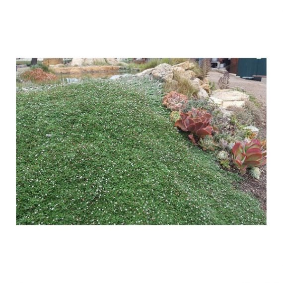 Phyla nodiflora (لبيا) - Image 2