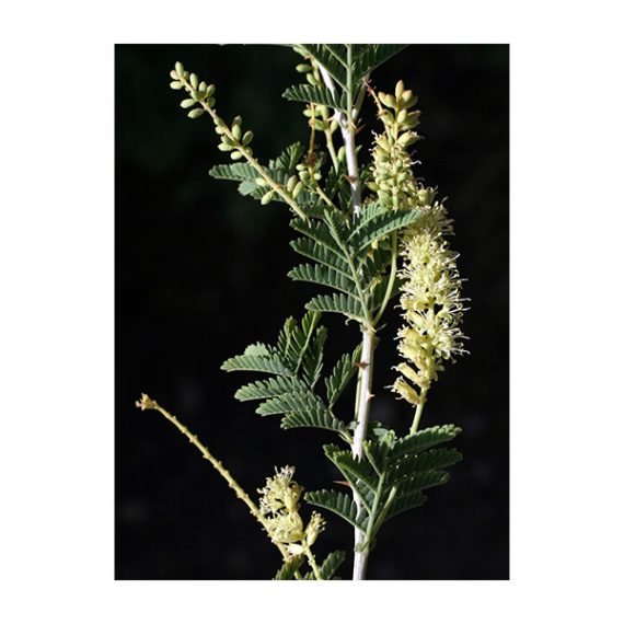 Prosopis farcta (الينبوت)