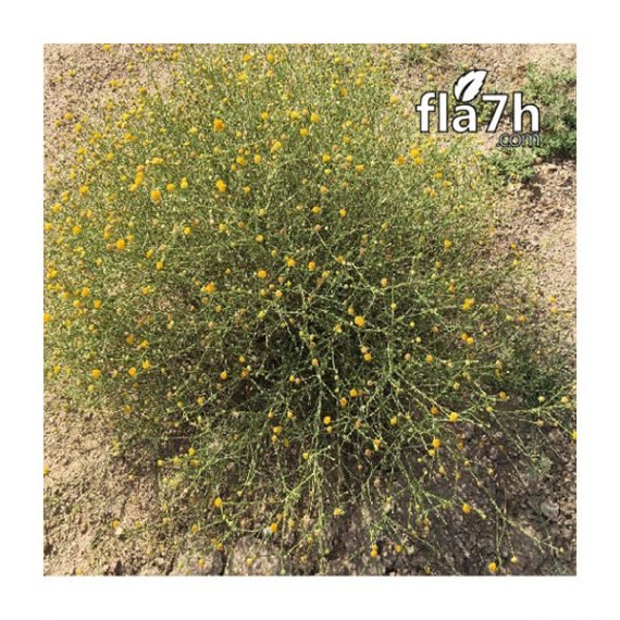 Pulicaria undulata (جثجاث) - Image 4