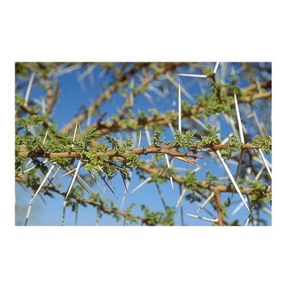 Acacia tortilis ( سمر) - Image 3