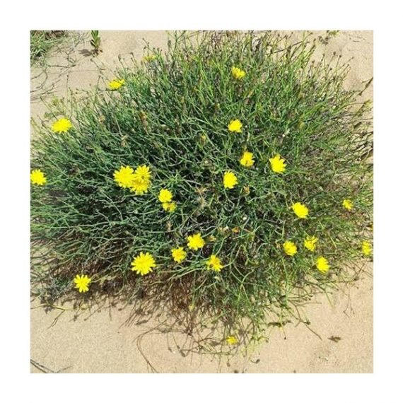 Rhanterium epapposum (عرفج) - Image 4