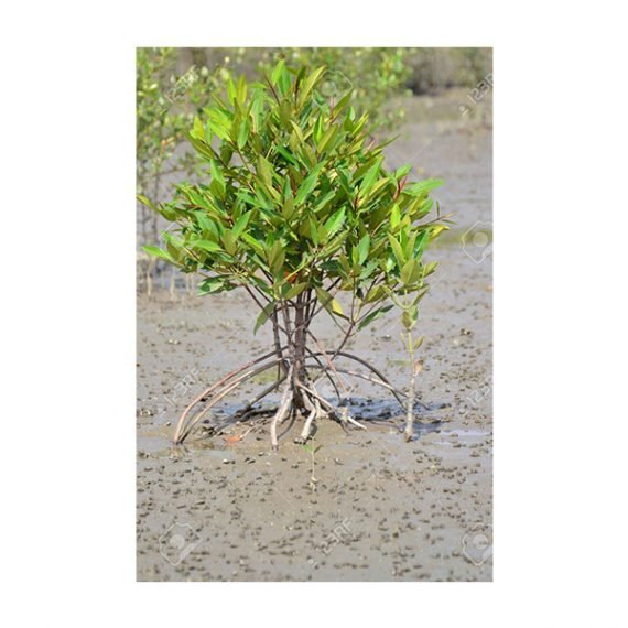 Avicennia marina (قرم)