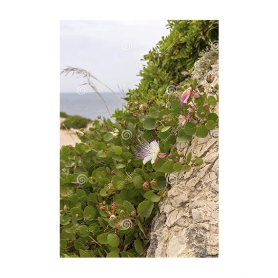 Capparis spinosa (شفلح) - Image 2