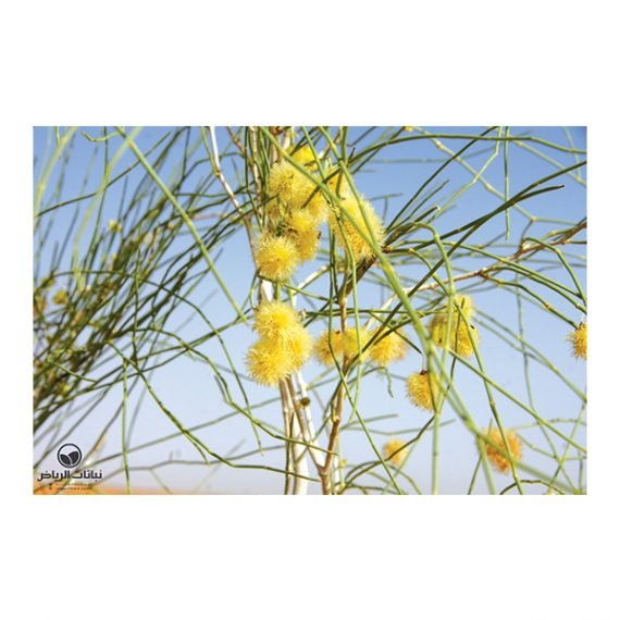 Colligonum Comosum (أرطا أحمر) - Image 5