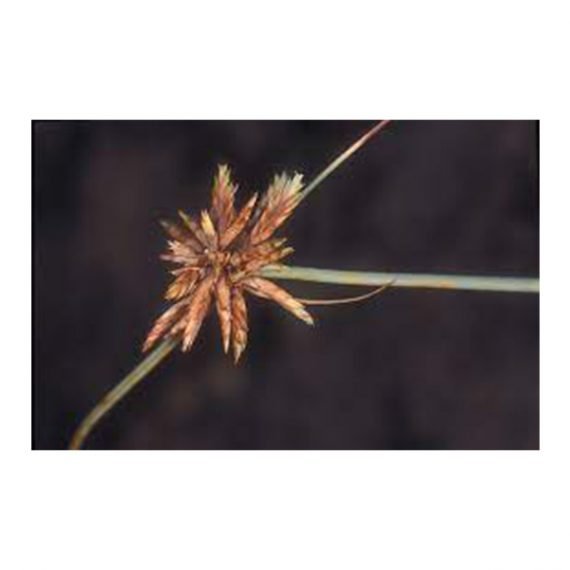 Cyperus conglomeratus (تندة – عندب) - Image 2