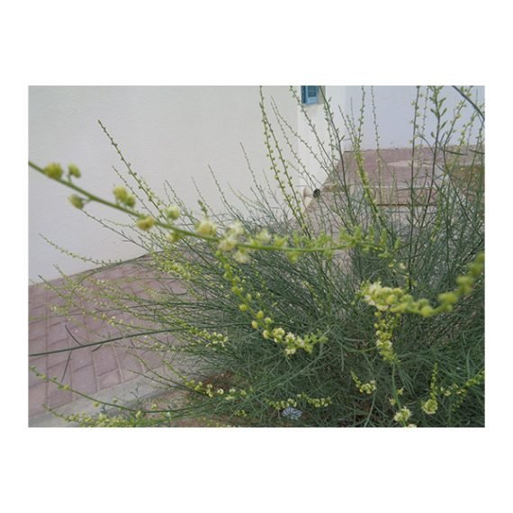 Ochradenus aucheri (قضب) - Image 3