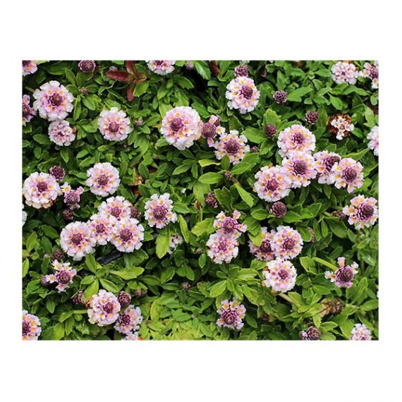Phyla nodiflora (لبيا) - Image 3