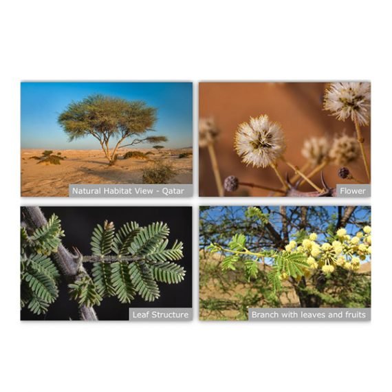 Acacia tortilis ( سمر) - Image 4