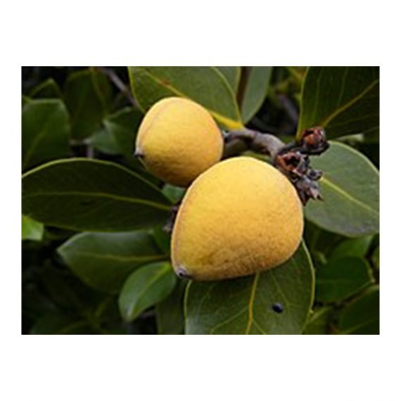 Avicennia marina (قرم) - Image 4