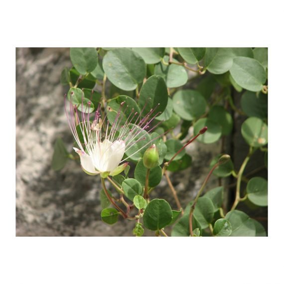 Capparis spinosa (شفلح) - Image 3