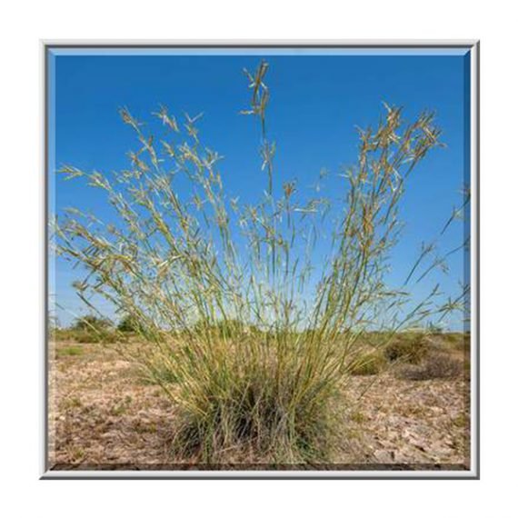 Cyperus conglomeratus (تندة – عندب) - Image 3