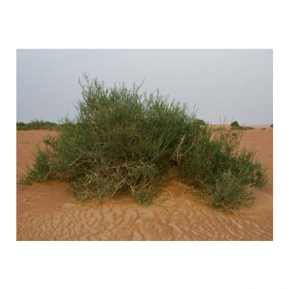 Haloxylon salicornicum (Hamada elegans)(رمت) - Image 3