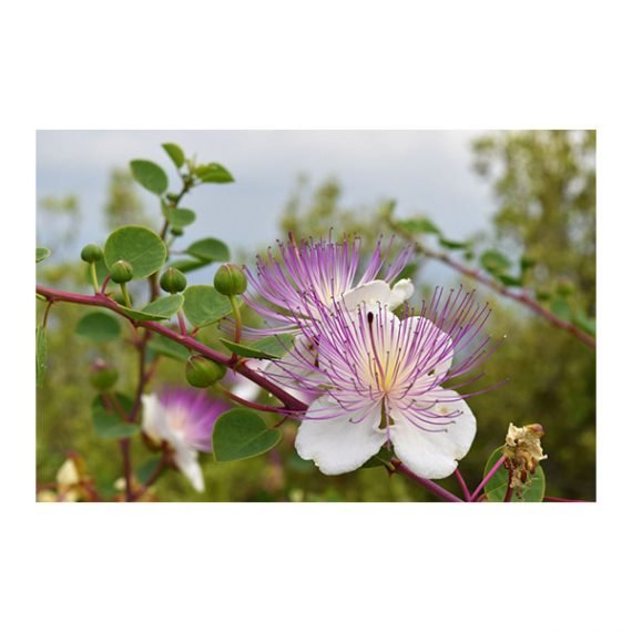 Capparis spinosa (شفلح) - Image 4